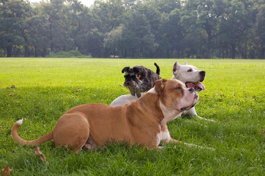 Clever dogs in a park.