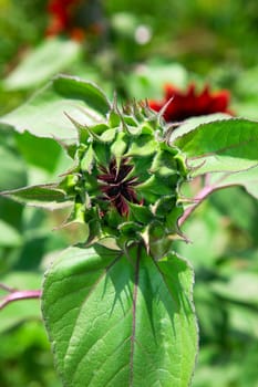 Red sunflower. Summer 2008, Karaganda, Kazakhstan