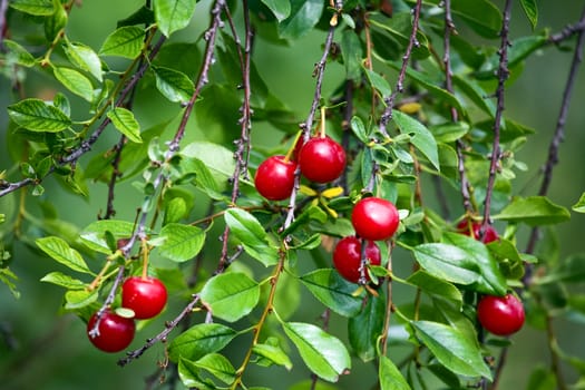 Ripe cherry at the tree.