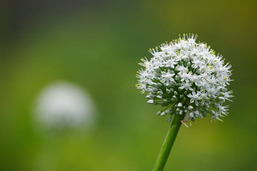 Blossom onion, shallow DOF, macro