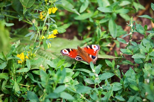 Butterfly on the grass. Summer 2008, Karaganda, Kazakhstan