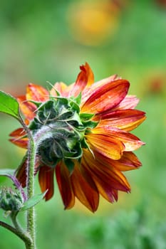 Red sunflower. Summer 2008, Karaganda, Kazakhstan