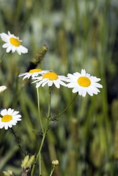 The camomiles on green meadow.