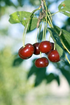 big sweet and juicily cherries on a Tree.