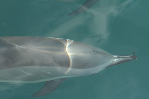 A spinner dolphin swimming along side a boat.