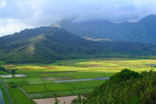 An aerial of rice and taro fields.