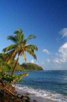 A palm tree leaning over the ocean.