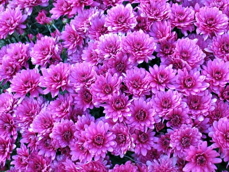 Bed of pink Dahlia blooming flowers - Valentine's Day and wedding favorite