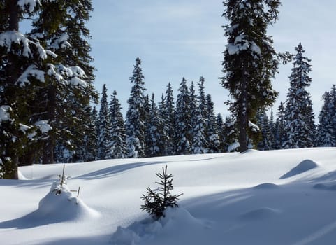 Forest of fir trees in front of snowy ground