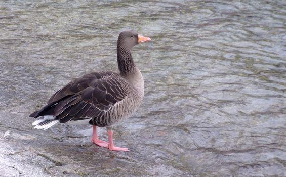 Standing black and white goose next to the water lake