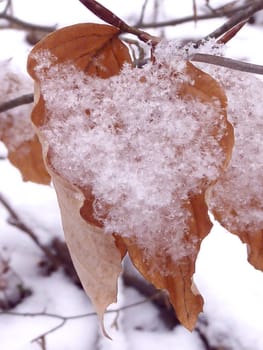 Close up of a winter brown leaf covered with snow