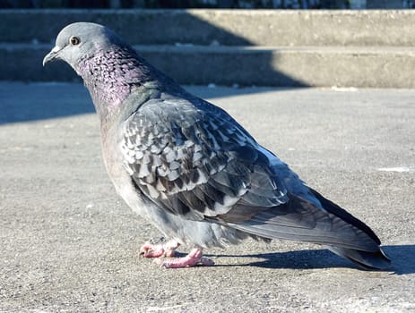 Grey pigeon standing on pavement