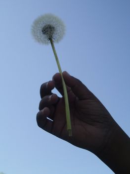 dandelion in childs hand