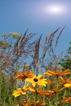 Flowers and plants grow upwards to the sky