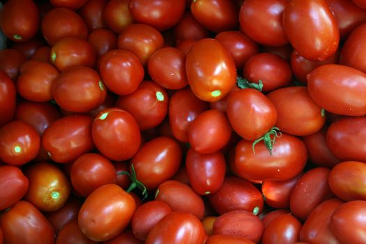 delicious Tomatoes for sale