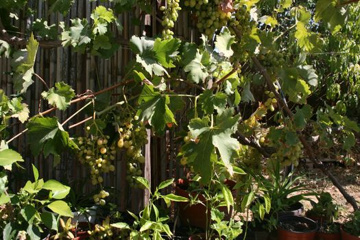 Grapes growing on a vine