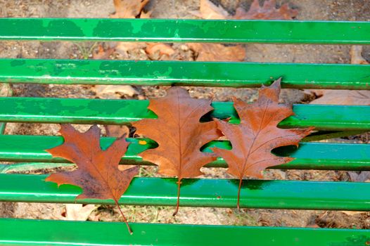 Three brown dead leaves on a green bench, autumn