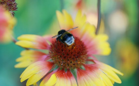 The bee pollinates the big beautiful flower