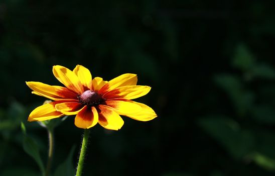 Beautiful bright yellow flower on a dark background