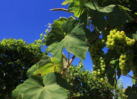 Green grapes growing on a vineyard in the lake district Italy, shot from below, set against a deep blue sky,