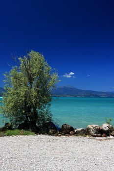 A single tree standing on the beach, clear blue skyes, wonderful green water, and white beach in foreground, single white cloud over distand mountain copy space at top of image. Taken at lake Garda Italy