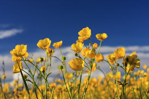 A field of small yellow summer flowers against a deep blue sky, shot in the setting sun, very saturated colors and warm summerfeel to the image