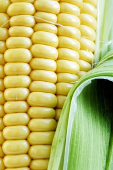 maize cob detail with green leaves