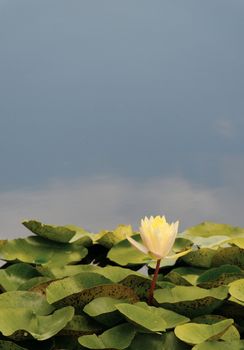 Yellow water lilly and leaves.