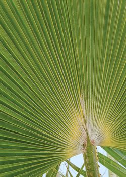 Fan palm detail.