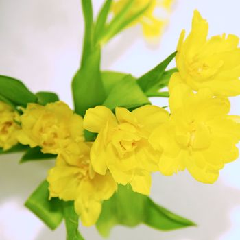 yellow spring flowers - close up view - the background with space for text