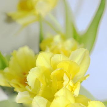 Yellow, blurred background with yellow flowers - square