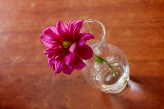 Close-up of only flower in bottle on table