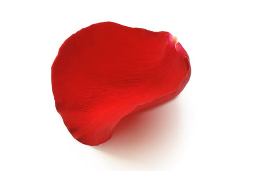 Red rose petal isolated on white background with clipping path