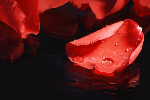 Closeup of red rose petal on dark glass background with water drops