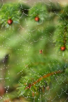 dew cowered spiderweb with spider in the middle, green tree background