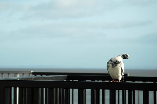 pigeon sits on rail of the pier, horizontally framed shot