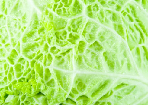 texture of a piece of green cabbage with droplets of water