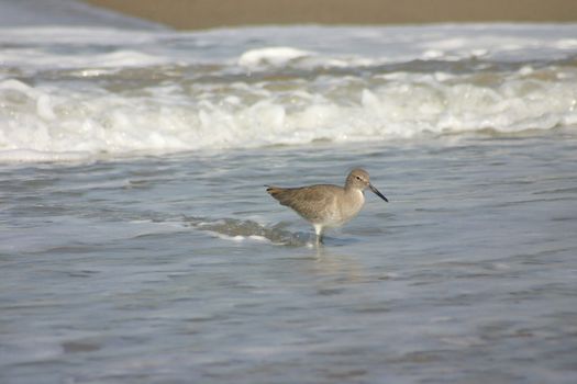 Sand Piper walking in the Water 