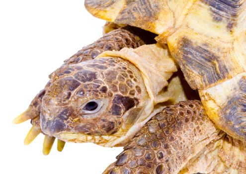 head and face of a tortoise - Testudo horsfieldi - on the white background - close up