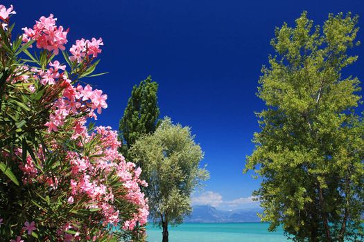 Flowering tree against a deep blue sky on the beach, fantastic color and conveys a longing to be there, Fantastic concept photo. Very generic in nature.