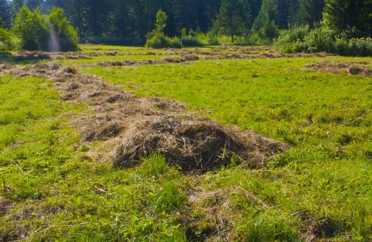 The image of preparation of hay peasants in Siberia