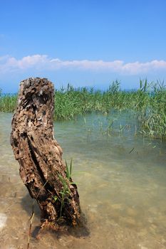 A treestump standing in water in lake Garda Italy, reed in background and a blue sky