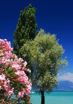 Flowering tree against a deep blue sky on the beach, fantastic color and conveys a longing to be there, Fantastic vacation concept photo. Very generic in nature.