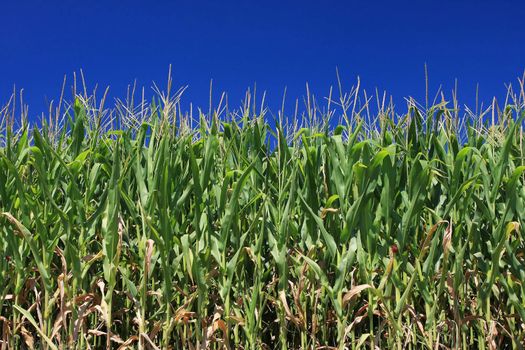 Maize corn field set against a wonderful blue sky, not a cloud in sight and the blue color a perfect uniform solid, Plenty of copy space perfect for your design