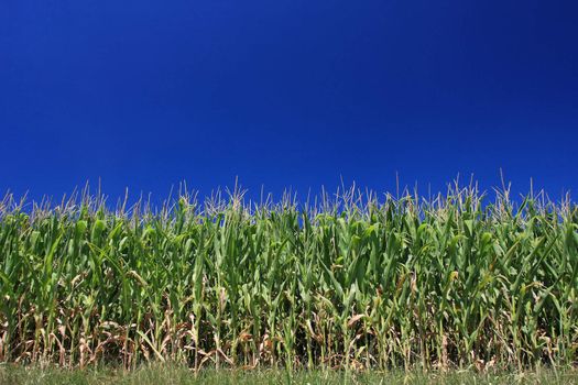 Maize corn field set against a wonderful blue sky, not a cloud in sight and the blue color a perfect uniform solid, Plenty of copy space perfect for your design