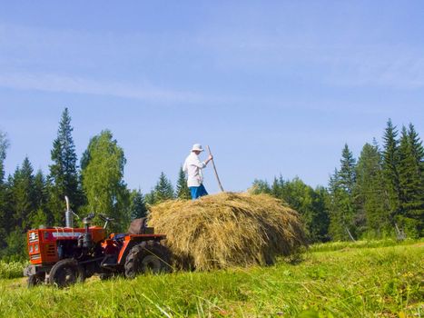 The image of preparation of hay peasants in Siberia