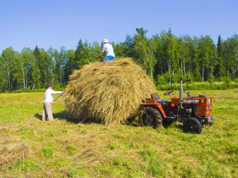 The image of preparation of hay peasants in Siberia