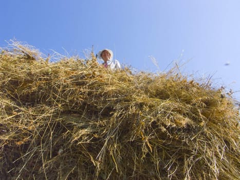 The image of preparation of hay peasants in Siberia