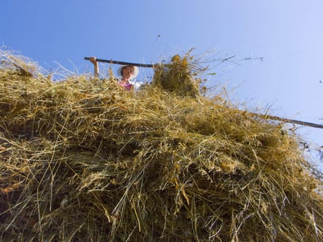 The image of preparation of hay peasants in Siberia