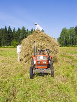 The image of preparation of hay peasants in Siberia